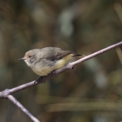 Acanthiza reguloides (Buff-rumped Thornbill) at Bruce Ridge to Gossan Hill - 25 Aug 2019 by AlisonMilton