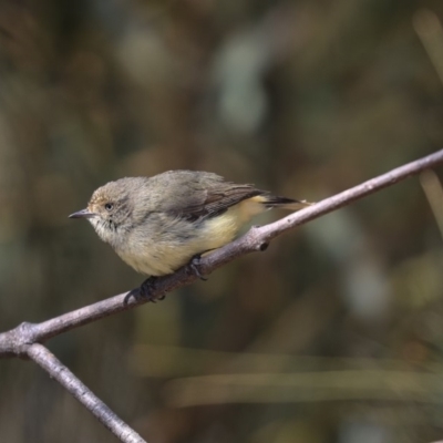 Acanthiza reguloides (Buff-rumped Thornbill) at Bruce, ACT - 25 Aug 2019 by AlisonMilton