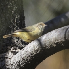 Acanthiza reguloides at Bruce, ACT - 25 Aug 2019 12:08 PM