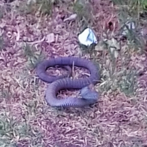 Notechis scutatus at Queanbeyan East, NSW - 20 Nov 2019 02:51 PM