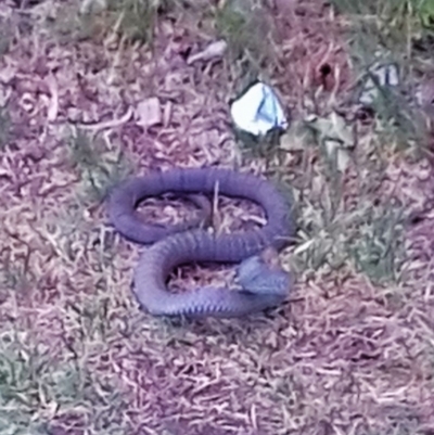 Notechis scutatus (Tiger Snake) at Queanbeyan East, NSW - 20 Nov 2019 by nloades