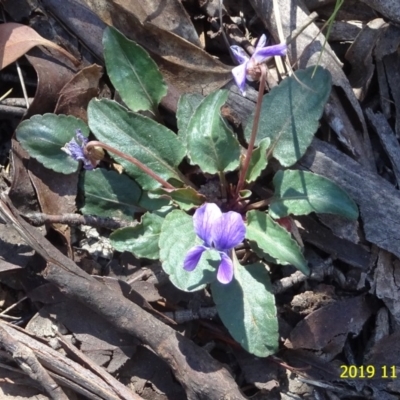 Viola betonicifolia (Mountain Violet) at Tennent, ACT - 16 Nov 2019 by GirtsO