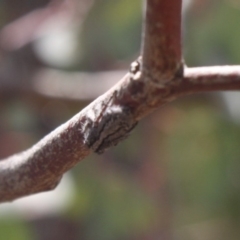 Salticidae (family) (Unidentified Jumping spider) at Red Hill Nature Reserve - 23 Nov 2019 by LisaH