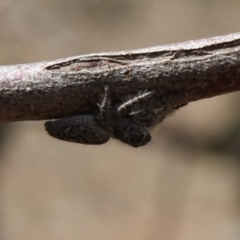 Salticidae (family) at Hughes, ACT - 23 Nov 2019 12:49 PM