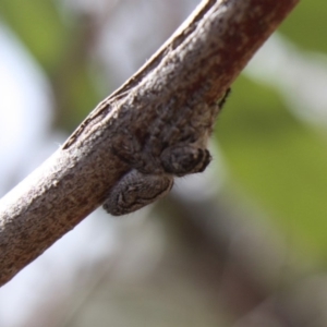 Salticidae (family) at Hughes, ACT - 23 Nov 2019 12:49 PM