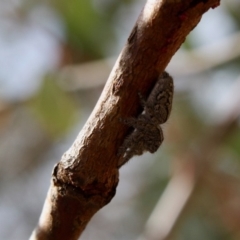 Salticidae (family) at Hughes, ACT - 23 Nov 2019 12:49 PM