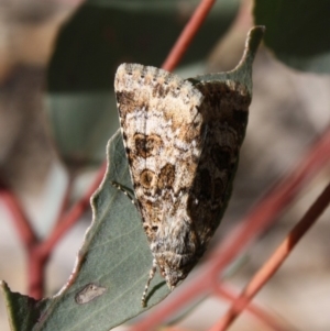 Heliothis punctifera at Hughes, ACT - 23 Nov 2019