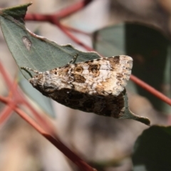 Heliothis punctifera at Hughes, ACT - 23 Nov 2019