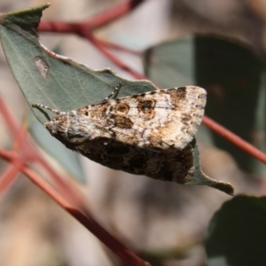 Heliothis punctifera at Hughes, ACT - 23 Nov 2019 12:35 PM