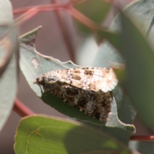 Heliothis punctifera at Hughes, ACT - 23 Nov 2019