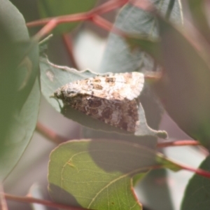 Heliothis punctifera at Hughes, ACT - 23 Nov 2019