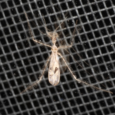Stenolemus sp. (genus) (Thread-legged assassin bug) at Rosedale, NSW - 16 Nov 2019 by jbromilow50