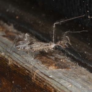 Stenolemus sp. (genus) at Rosedale, NSW - 16 Nov 2019 11:35 PM