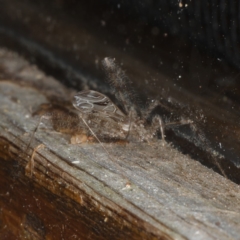 Stenolemus sp. (genus) at Rosedale, NSW - 16 Nov 2019 11:35 PM