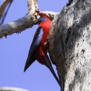 Platycercus elegans at Hawker, ACT - 4 Sep 2019 12:07 PM