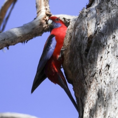 Platycercus elegans (Crimson Rosella) at The Pinnacle - 4 Sep 2019 by AlisonMilton