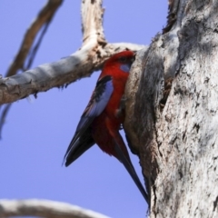 Platycercus elegans at Hawker, ACT - 4 Sep 2019 12:07 PM