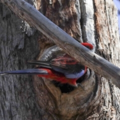 Platycercus elegans at Hawker, ACT - 4 Sep 2019