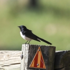 Rhipidura leucophrys (Willie Wagtail) at Hawker, ACT - 4 Sep 2019 by Alison Milton