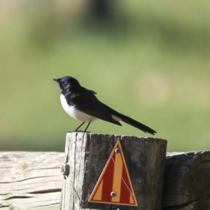 Rhipidura leucophrys at Hawker, ACT - 4 Sep 2019 09:03 AM