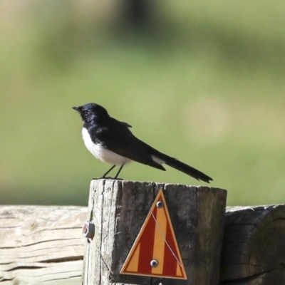 Rhipidura leucophrys (Willie Wagtail) at Hawker, ACT - 3 Sep 2019 by Alison Milton