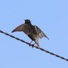 Sturnus vulgaris (Common Starling) at Higgins, ACT - 3 Sep 2019 by Alison Milton