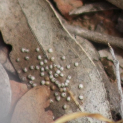 Unidentified at Red Hill, ACT - 23 Nov 2019 by LisaH