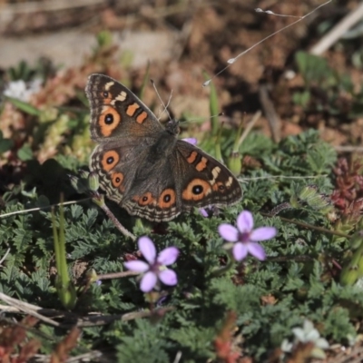 Junonia villida (Meadow Argus) at The Pinnacle - 4 Sep 2019 by AlisonMilton