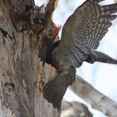 Callocephalon fimbriatum (Gang-gang Cockatoo) at Hughes Grassy Woodland - 23 Nov 2019 by LisaH