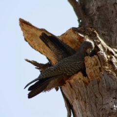 Callocephalon fimbriatum at Hughes, ACT - suppressed