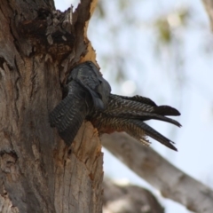 Callocephalon fimbriatum at Hughes, ACT - suppressed