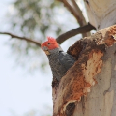 Callocephalon fimbriatum (Gang-gang Cockatoo) at Hughes Grassy Woodland - 23 Nov 2019 by LisaH