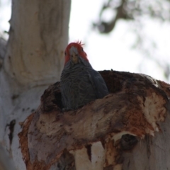 Callocephalon fimbriatum at Hughes, ACT - 23 Nov 2019