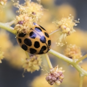 Harmonia conformis at Higgins, ACT - 6 Sep 2019