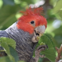 Callocephalon fimbriatum (Gang-gang Cockatoo) at Hughes Grassy Woodland - 23 Nov 2019 by LisaH