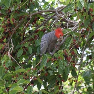 Callocephalon fimbriatum at Hughes, ACT - 23 Nov 2019