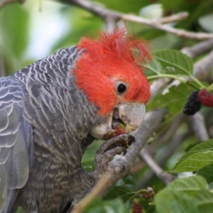 Callocephalon fimbriatum at Hughes, ACT - 23 Nov 2019