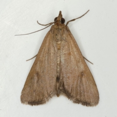 Uresiphita ornithopteralis (Tree Lucerne Moth) at Kambah, ACT - 23 Nov 2019 by Marthijn