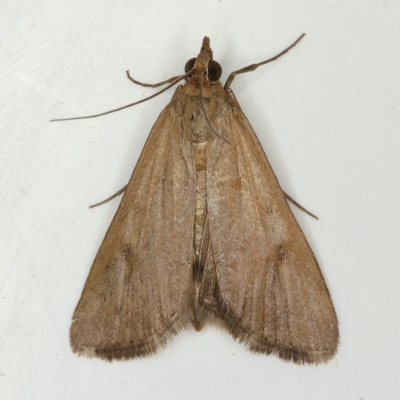 Uresiphita ornithopteralis (Tree Lucerne Moth) at Kambah, ACT - 23 Nov 2019 by Marthijn