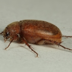 Melolonthinae (subfamily) (Cockchafer) at Kambah, ACT - 23 Nov 2019 by Marthijn