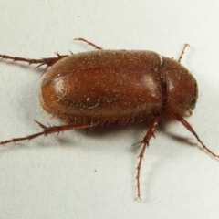 Melolonthinae sp. (subfamily) at Kambah, ACT - 23 Nov 2019