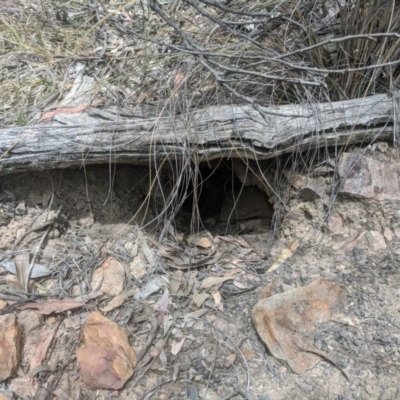 Tachyglossus aculeatus (Short-beaked Echidna) at Black Mountain - 22 Nov 2019 by HelenCross