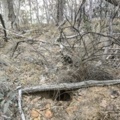 Tachyglossus aculeatus at Acton, ACT - 22 Nov 2019