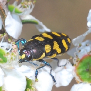 Castiarina octospilota at Lower Boro, NSW - 23 Nov 2019 10:28 AM