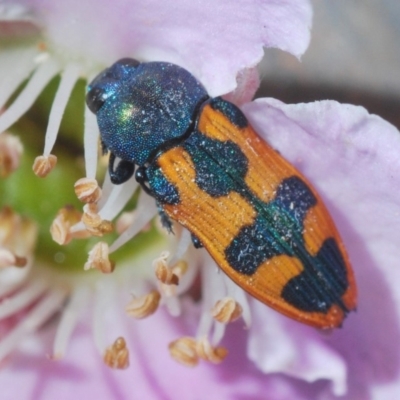 Castiarina hilaris (A jewel beetle) at Lower Boro, NSW - 22 Nov 2019 by Harrisi
