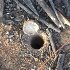 Lycosidae (family) (Unidentified wolf spider) at Griffith Woodland - 20 Nov 2019 by AlexKirk