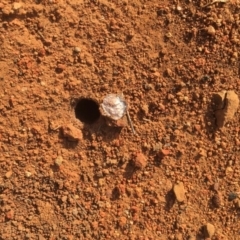 Lycosidae (family) at Griffith, ACT - 20 Nov 2019 06:10 PM