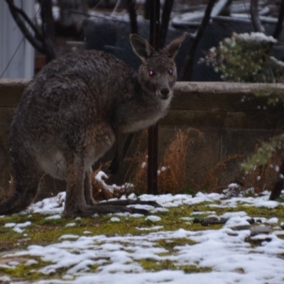 Macropus giganteus (Eastern Grey Kangaroo) at QPRC LGA - 16 Sep 2019 by natureguy