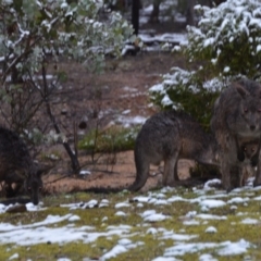 Macropus giganteus at Wamboin, NSW - 16 Sep 2019 11:04 AM