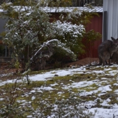 Macropus giganteus at Wamboin, NSW - 16 Sep 2019 11:04 AM